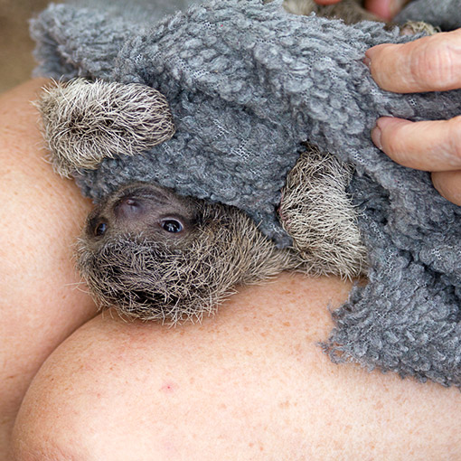 Little Moose meet the sloths